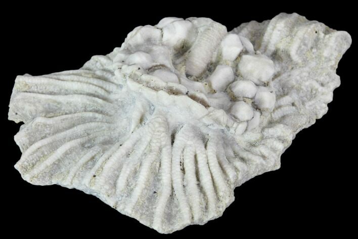 Fossil Crinoid (Cribanocrinus) Crown - Gilmore City, Iowa #102964